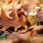 leaves, oak leaf, daisy-7583072.jpg