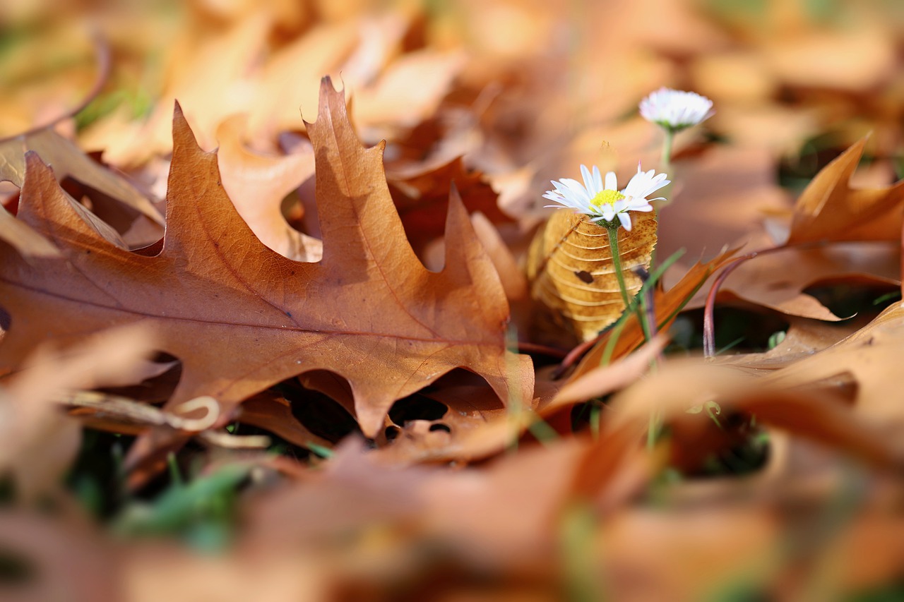 leaves, oak leaf, daisy-7583072.jpg
